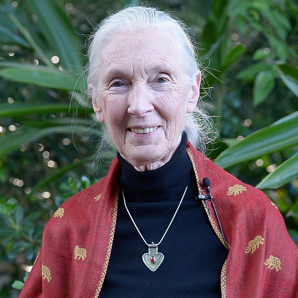 Jane Goodall: Voice of the Wild